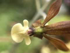 Prosthechea michuacana
