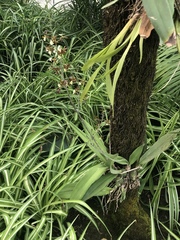 Prosthechea michuacana