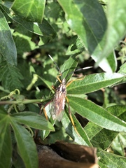 Holhymenia histrio