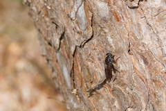 Chalcosyrphus piger