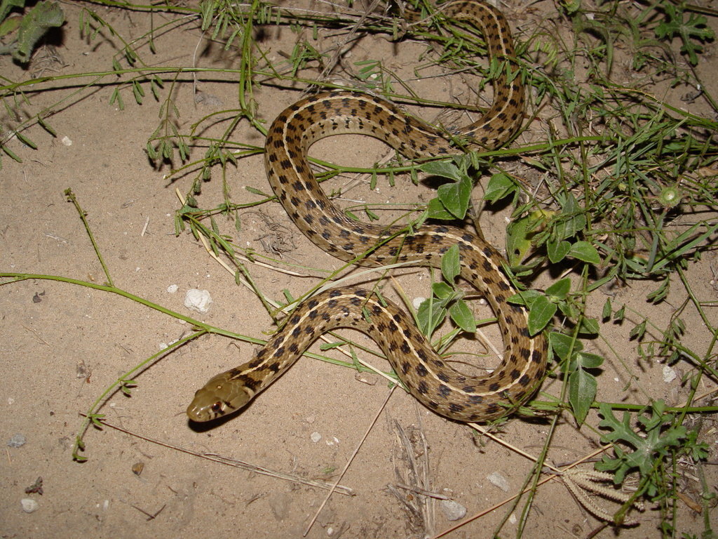 Checkered Garter Snake Reptiles Of Costa Ricas Southern Caribbean