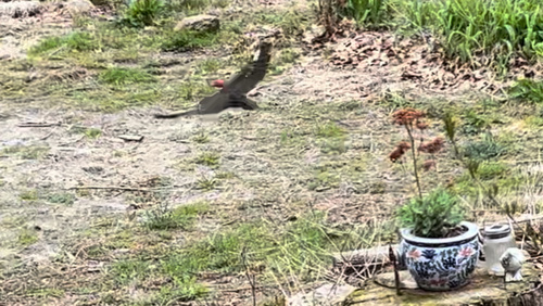Pileated Woodpecker photographed in Rhode Island