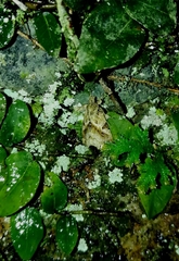 Callopistria flavitincta