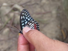 Hestina assimilis formosana