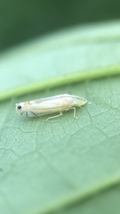 Sophonia longitudinalis