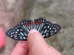 Hestina assimilis formosana