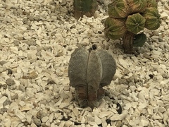 Astrophytum
