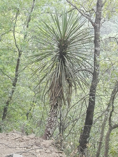 Yucca filifera