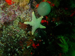 Callopatiria formosa