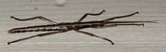 Anisomorpha buprestoides image