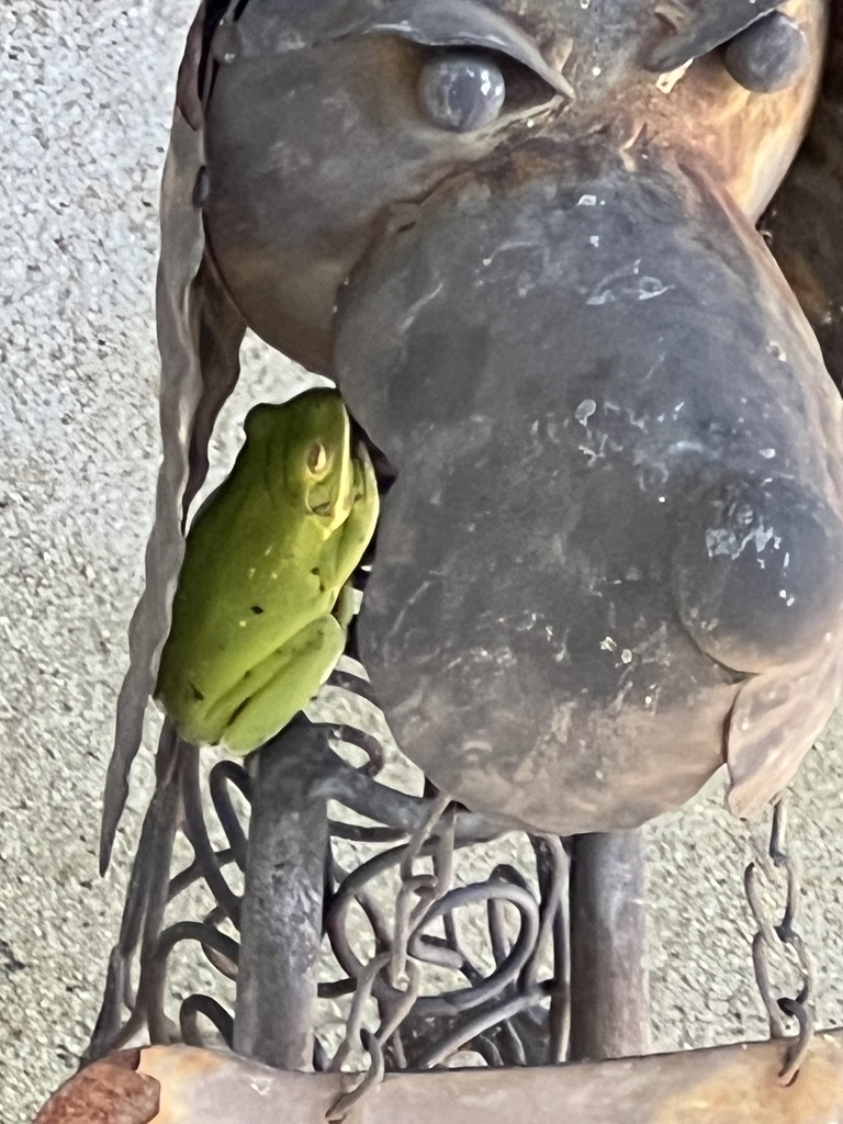 Green Treefrog from Quisisana Rd, Apex, NC, US on April 29, 2024 at 08: ...