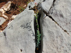 Aethionema saxatile saxatile