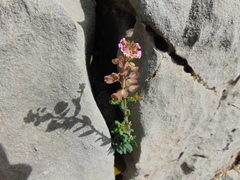 Aethionema saxatile saxatile