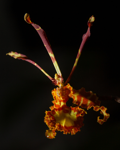 Versteeg's Butterfly Orchid