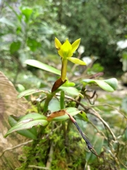 Epidendrum geminiflorum
