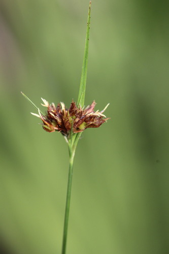 Baldwin's beaksedge (Rhynchospora baldwinii)