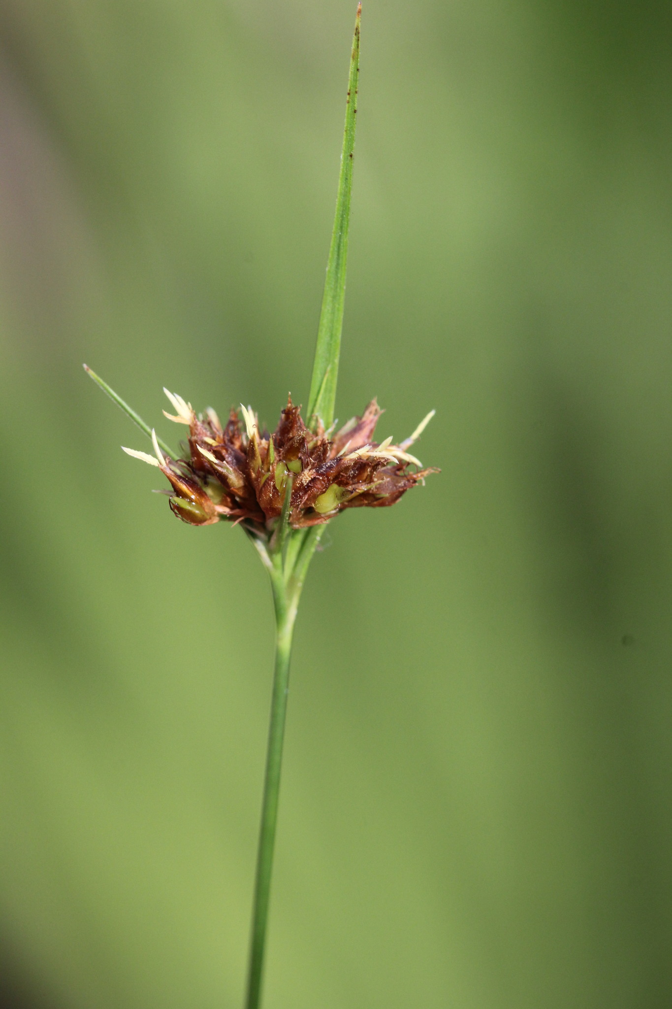 Rhynchospora baldwinii