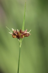 Rhynchospora baldwinii