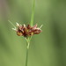 Rhynchospora baldwinii - Photo (c) Tom Bentley, algunos derechos reservados (CC BY-NC-ND), subido por Tom Bentley