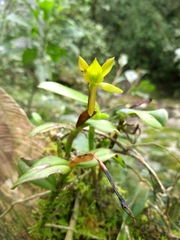 Epidendrum geminiflorum