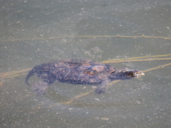 Mauremys leprosa leprosa