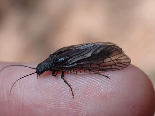 Sialis mohri