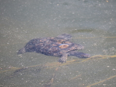 Mauremys leprosa leprosa