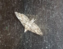 Sufetula