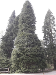 Chamaecyparis lawsoniana
