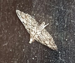 Sufetula