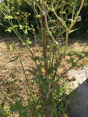 Sonchus
