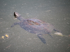 Mauremys leprosa leprosa