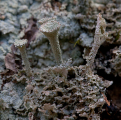 Cladonia cenotea