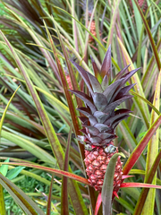 Ananas comosus image