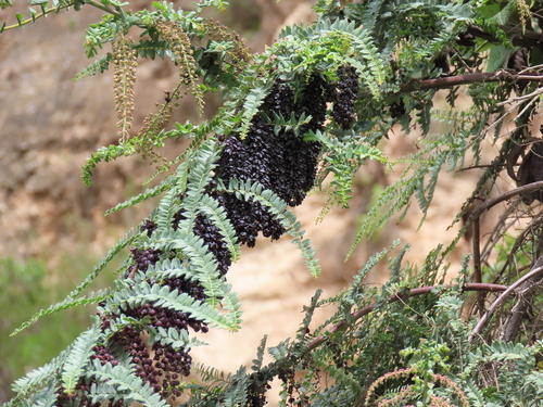 Coriaria microphylla observed 2024-04-27