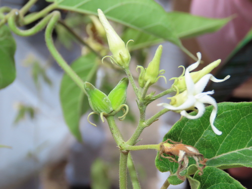 Oxypetalum dombeyanum, 2024-04-27