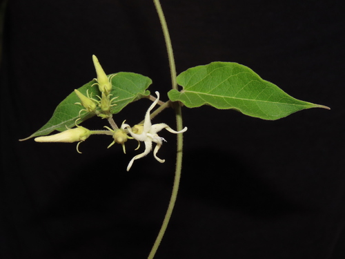 Oxypetalum dombeyanum, 2024-04-27