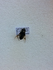 Eristalis saxorum