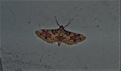 Conogethes haemactalis