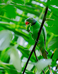 Layard's Parakeet photo 4
