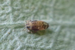 Ctenarytaina eucalypti