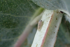 Ctenarytaina eucalypti