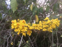 Erythrostemon yucatanensis