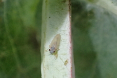 Ctenarytaina eucalypti