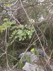 Erythrostemon yucatanensis