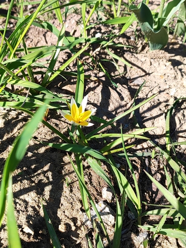 Tulipa urumiensis