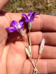 Brodiaea terrestris kernensis