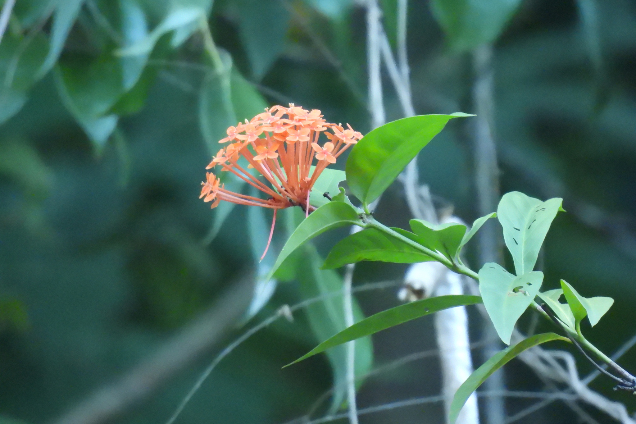Imagem de Ixora-vermelha