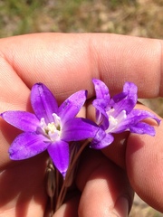 Brodiaea terrestris kernensis