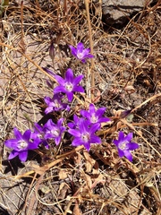 Brodiaea terrestris kernensis